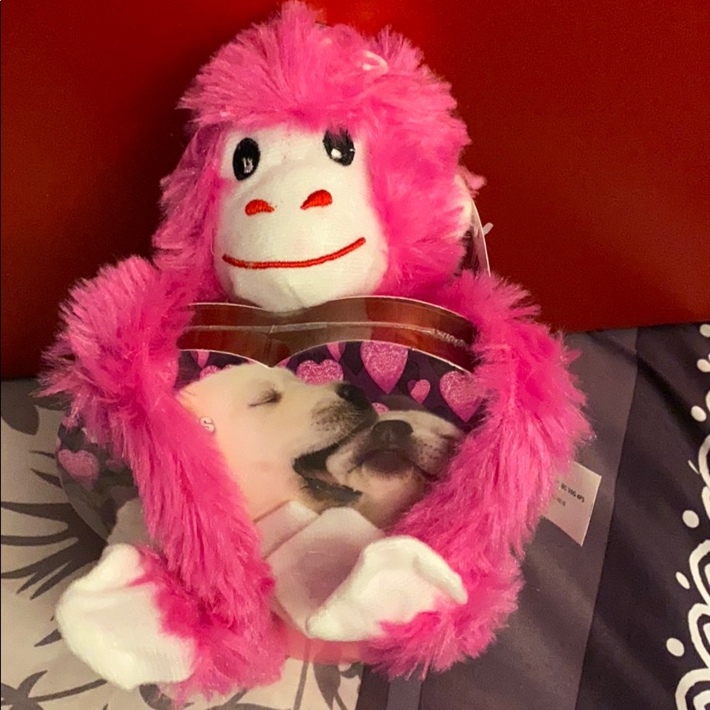 Nace cute Monkey